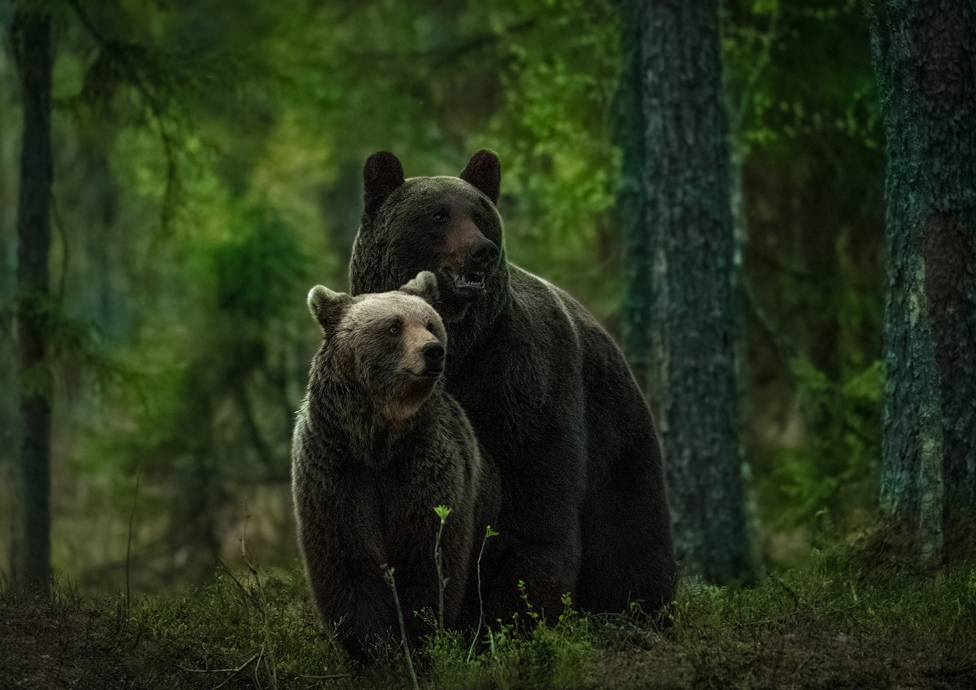 animals bear 65964